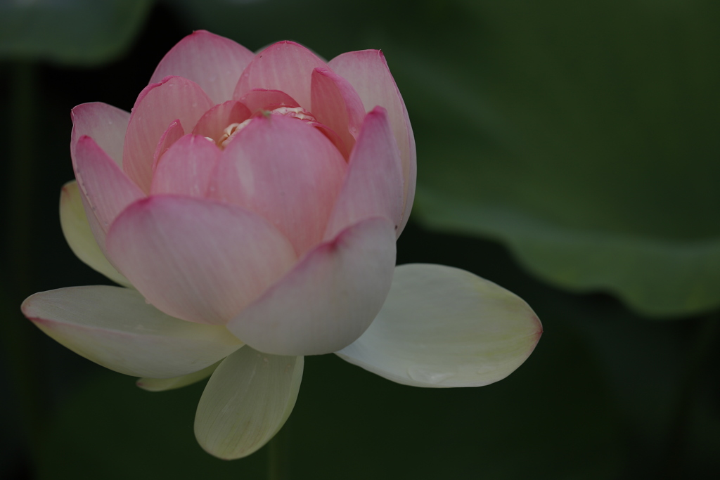 花　その141