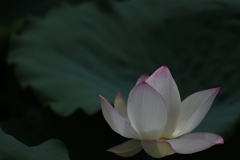 花　その252