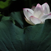 花　その220