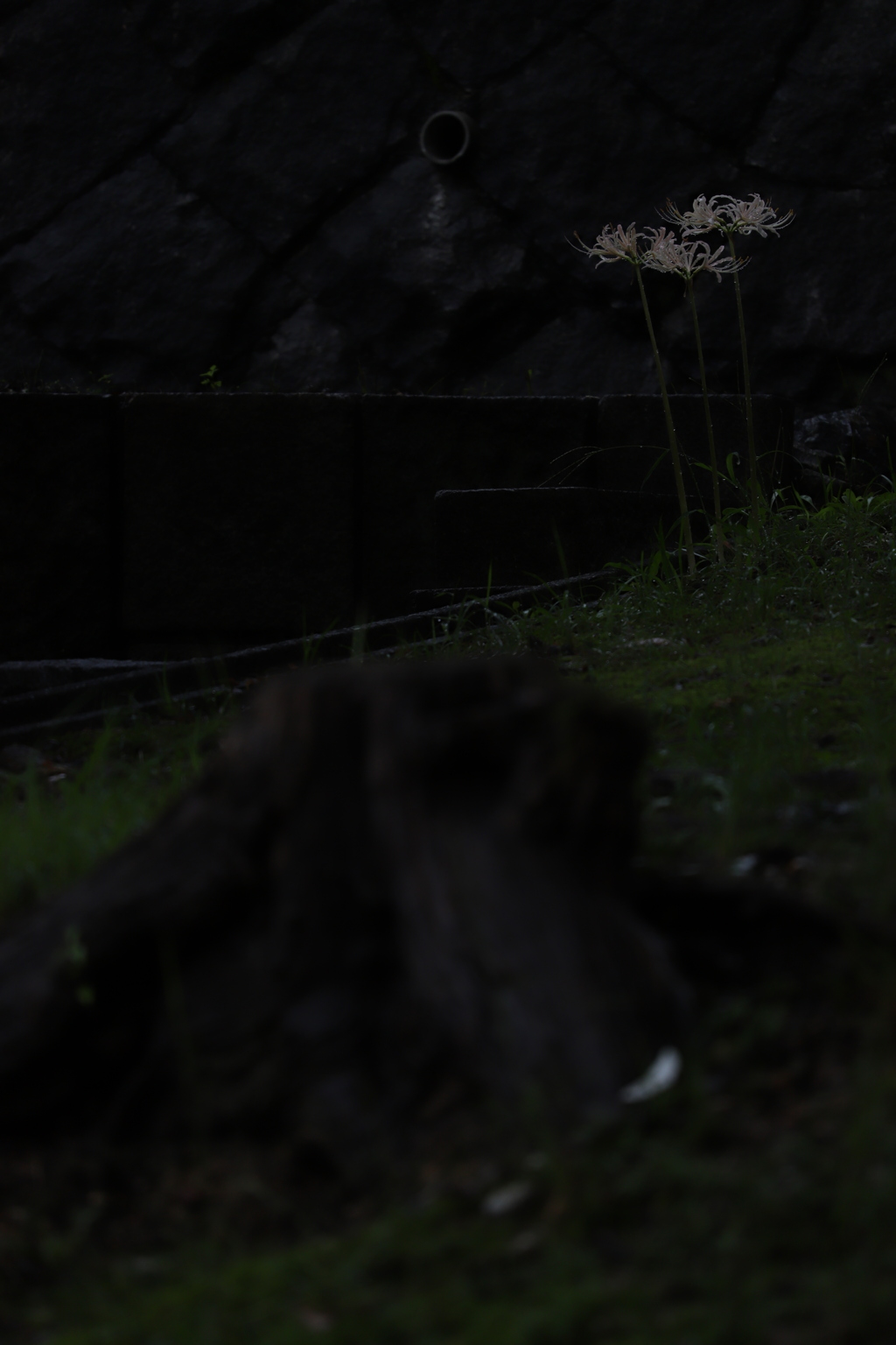 花　その204