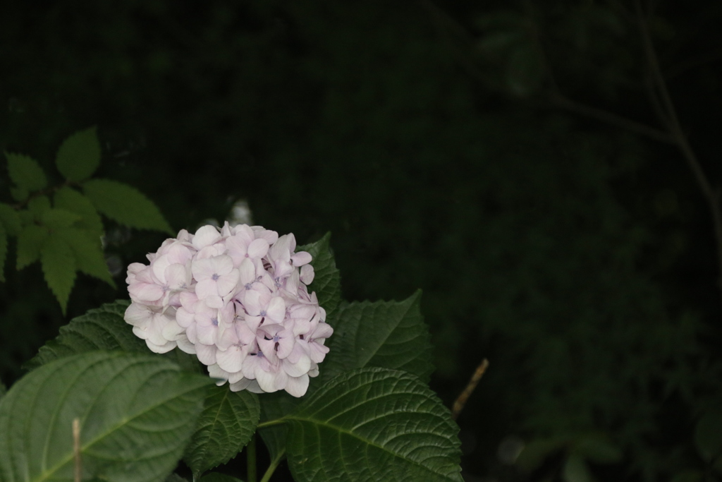 花　その30
