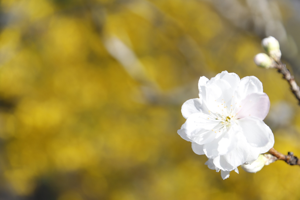 花　その70