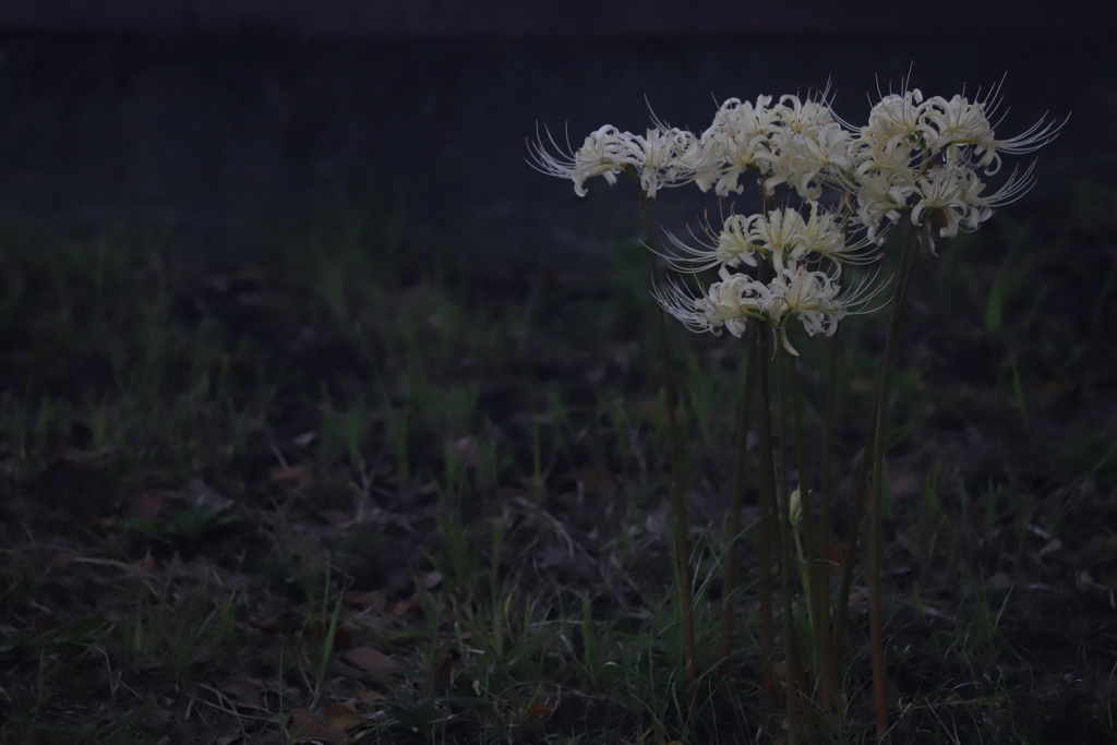 花　その203