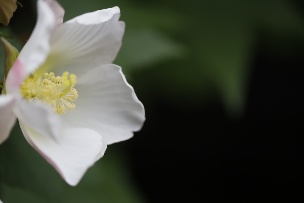 花　その98