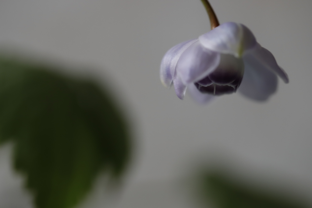 花　その81