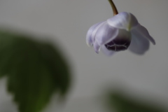 花　その81