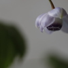 花　その81