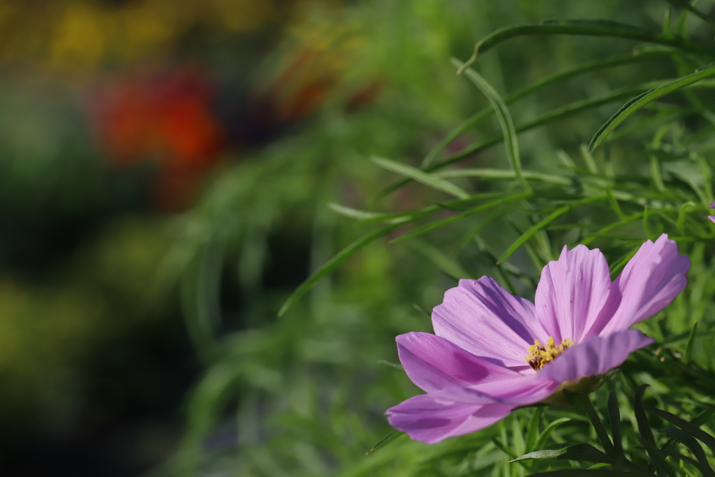 花　その53
