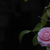 花　その131
