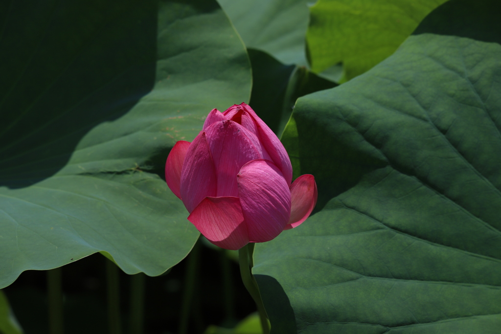 花　その242