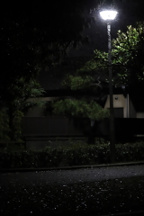 かがやく　その8