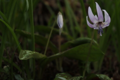 花　その130