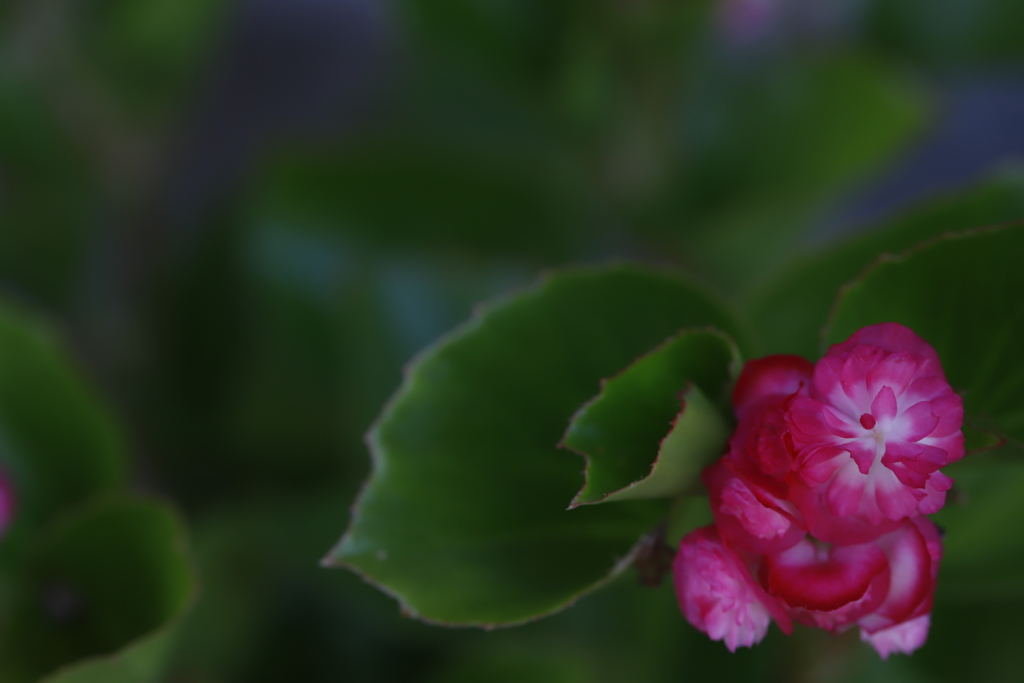 花　その200