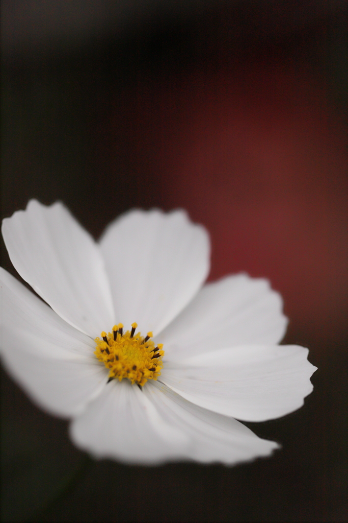 花　その228