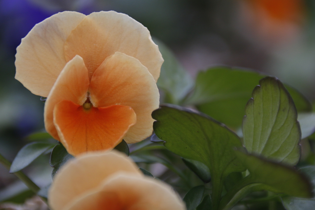 花　その7