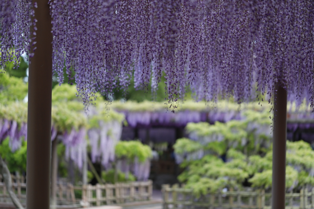 花　その78