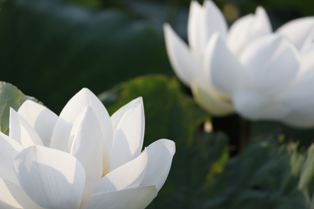 花　その88