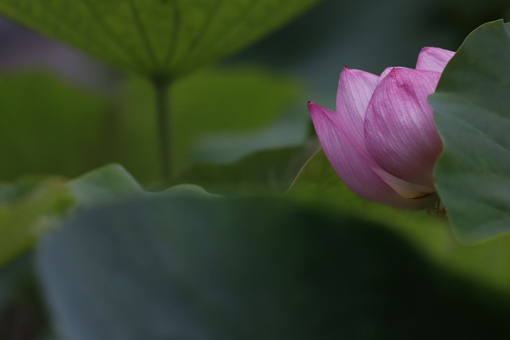 のぞく　その51