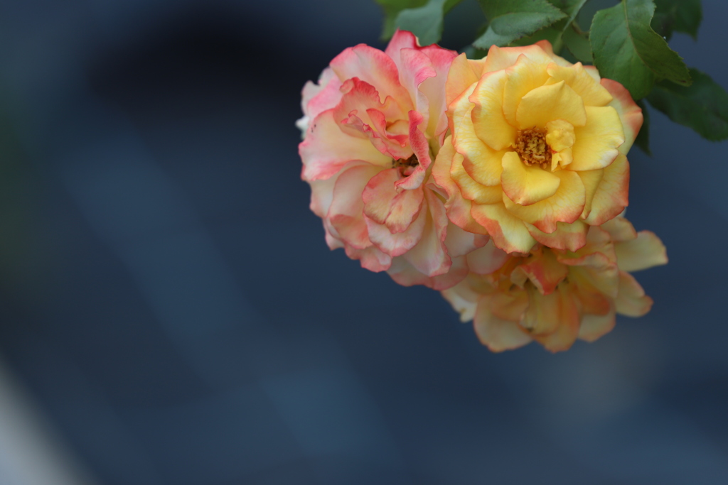 花　その267