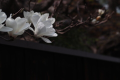 花　その262