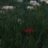 花　その246