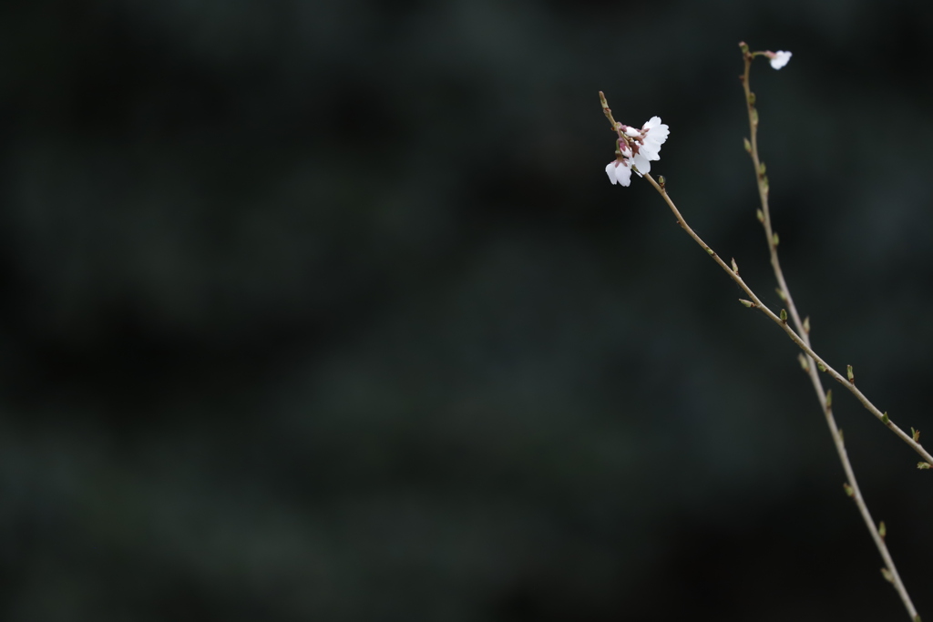 花　その171
