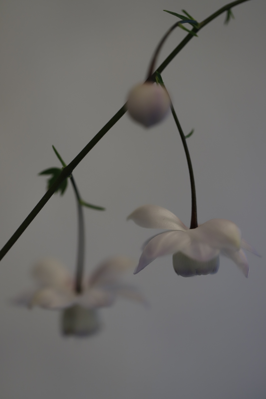 花　その90
