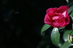 花　その6