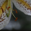 花　その47