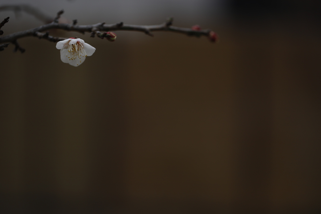 花　その124