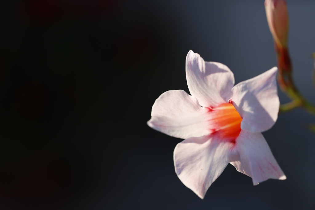 花　その51