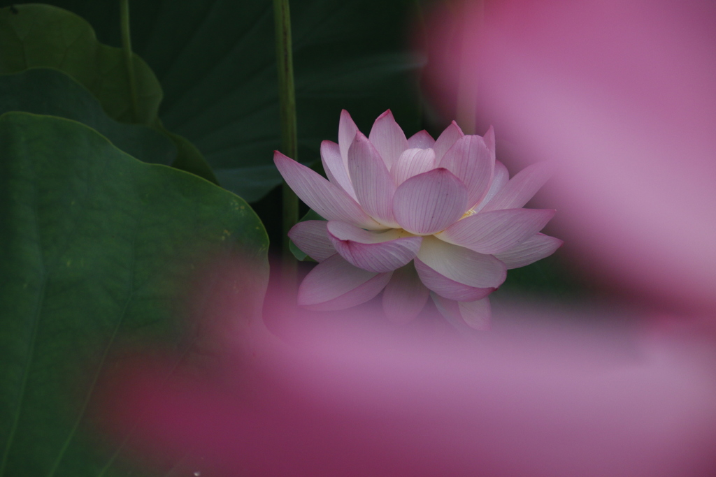 花　その40