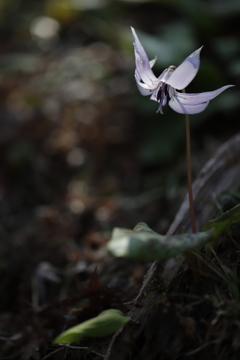 花　その68