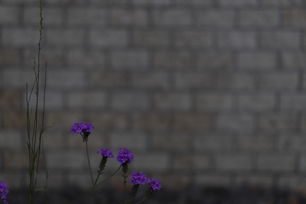 花　その183
