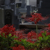 偲ぶ　その30