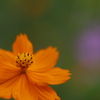 花　その116