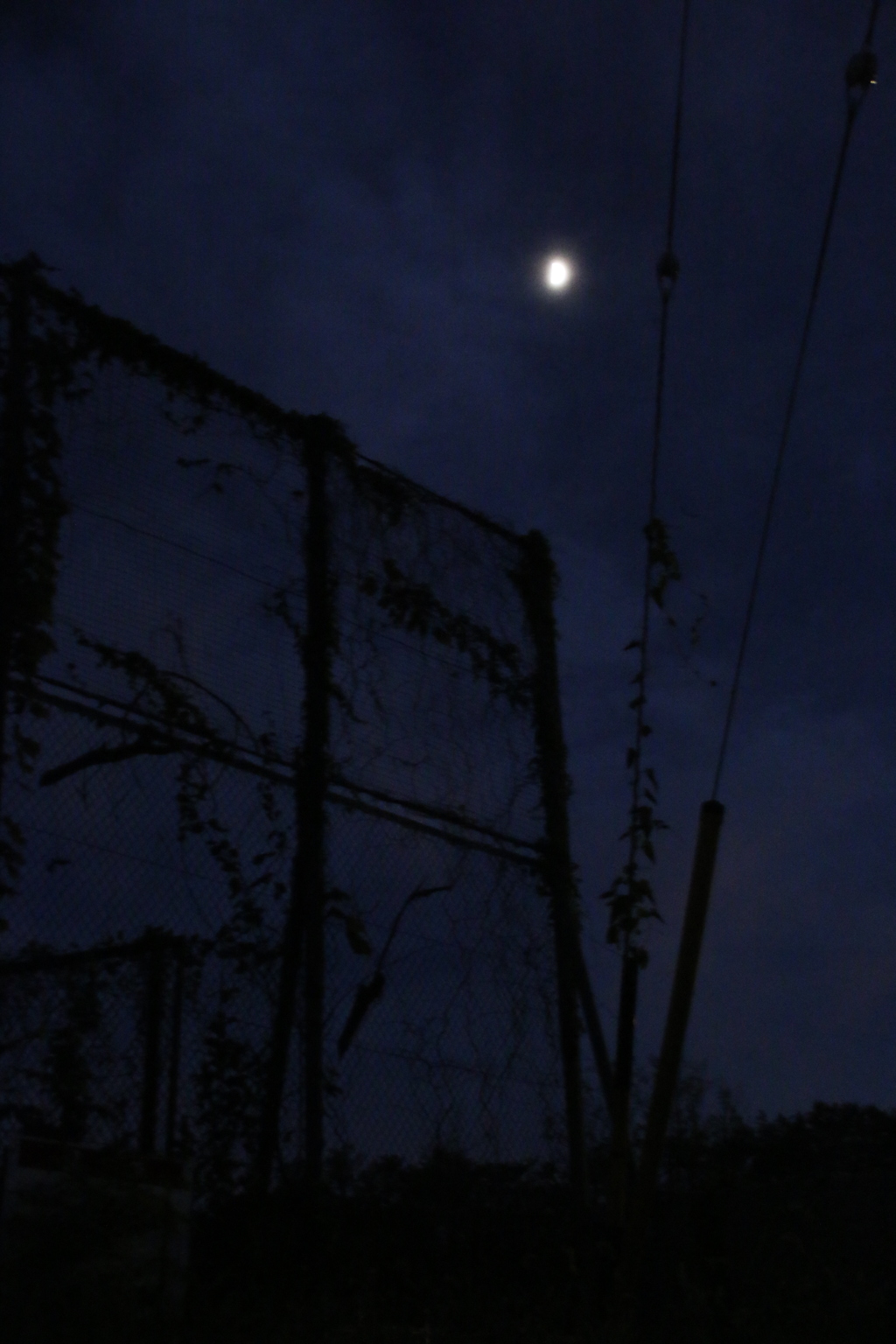 漂う　その26