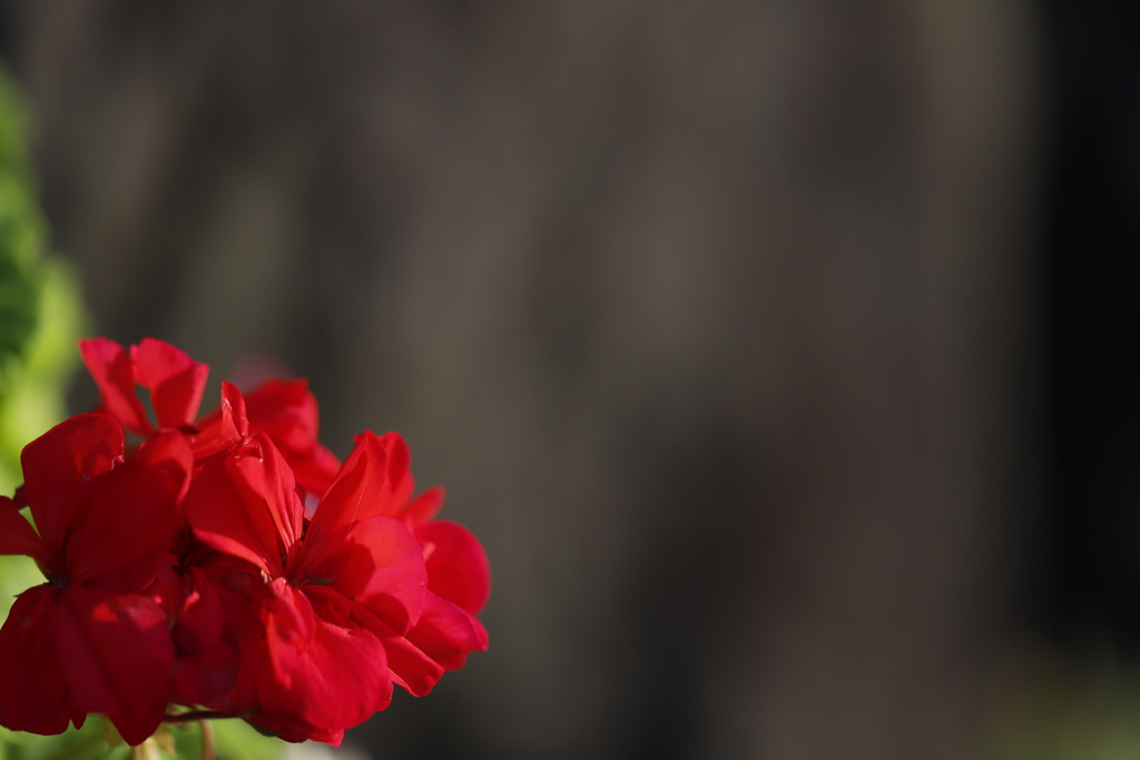 花　その52