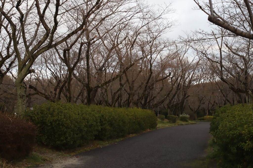 しずか　その112