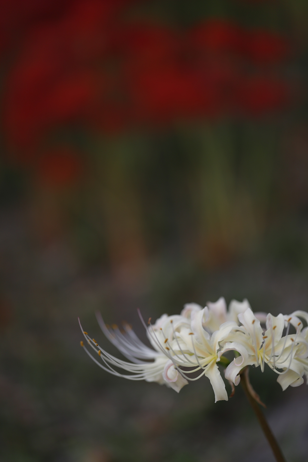 花　その118