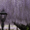 花　その104