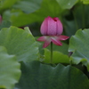 花　その196