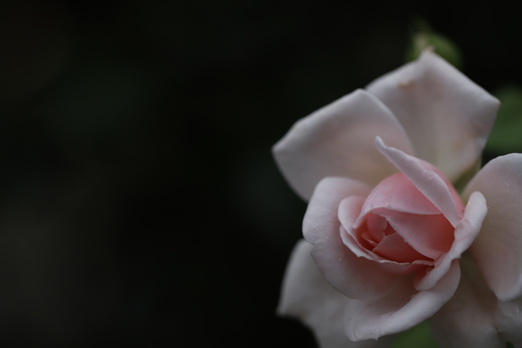 花　その147