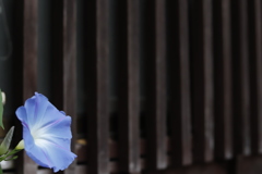 花　その48