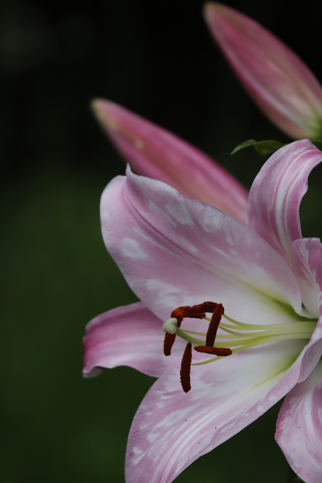 花　その199