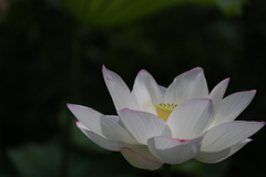 花　その266