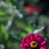 花　その247
