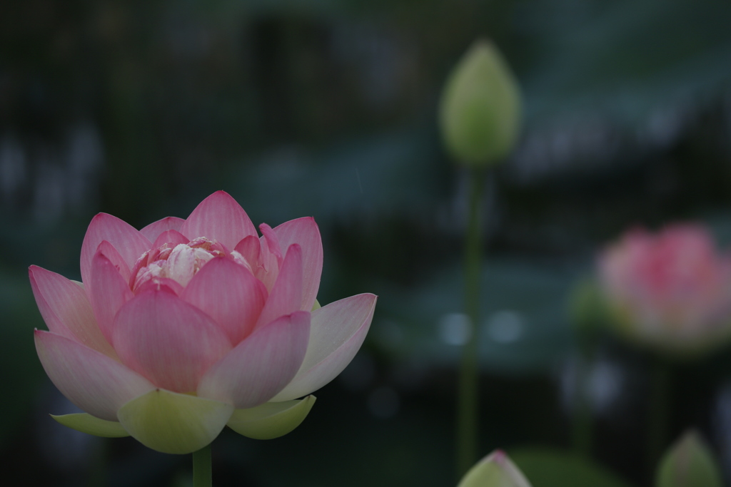 花　その191