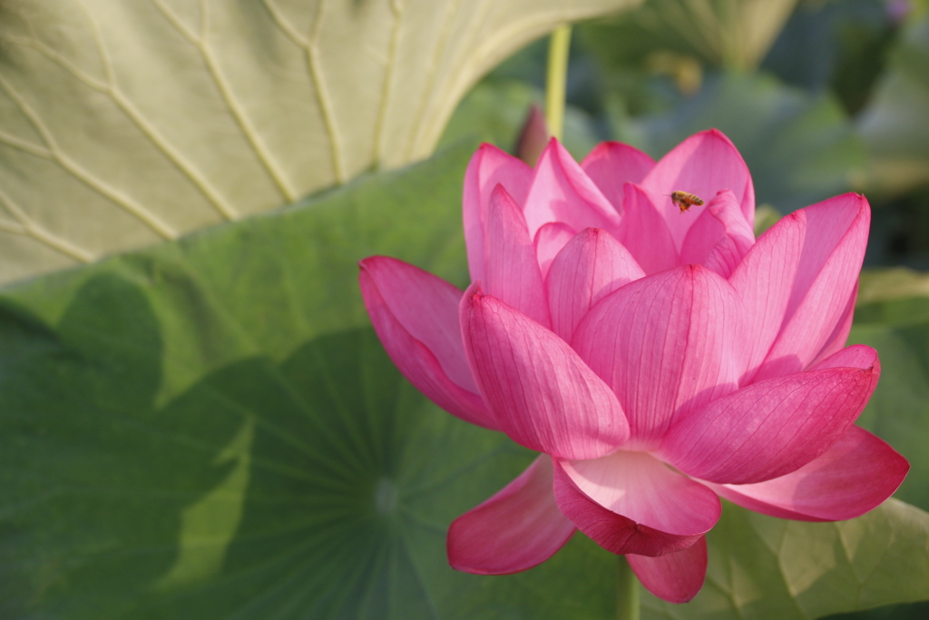 花　その39
