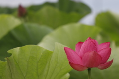 花　その265